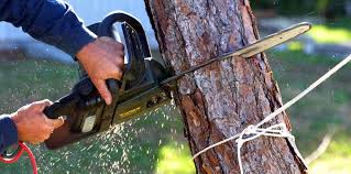 Best Tree and Shrub Care  in Ambridge, PA